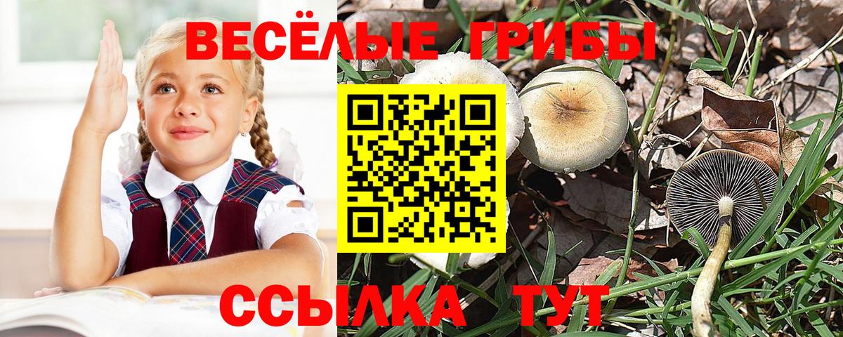 продажа наркотиков  Вход с VPN  Саров  Псилоцибиновые грибы прущие грибы 