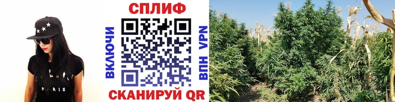 это клад  Саров  Марихуана планчик 
